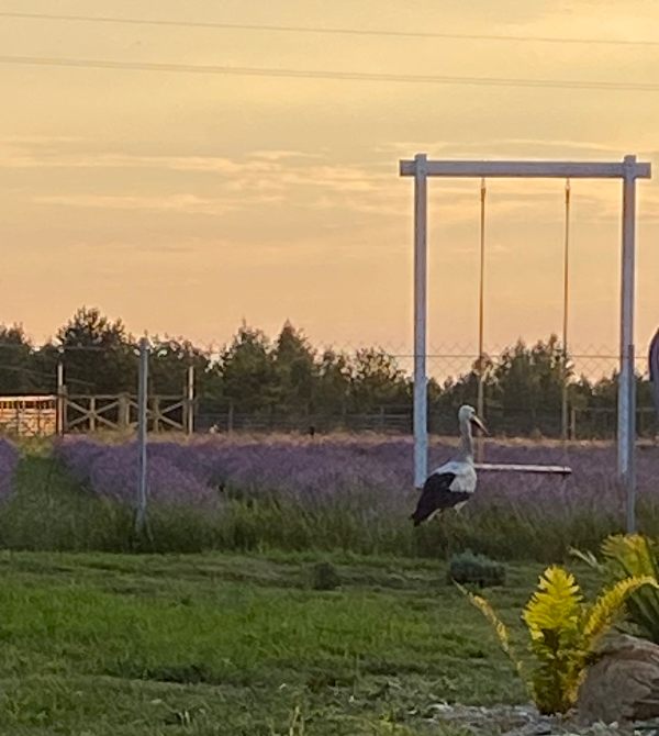 Lava Lavanda Kiev - photo 6