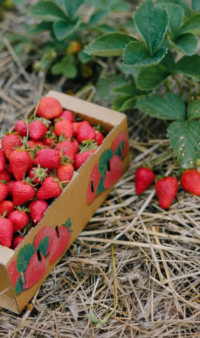 Еко парк oLawander Димер - зображення 8