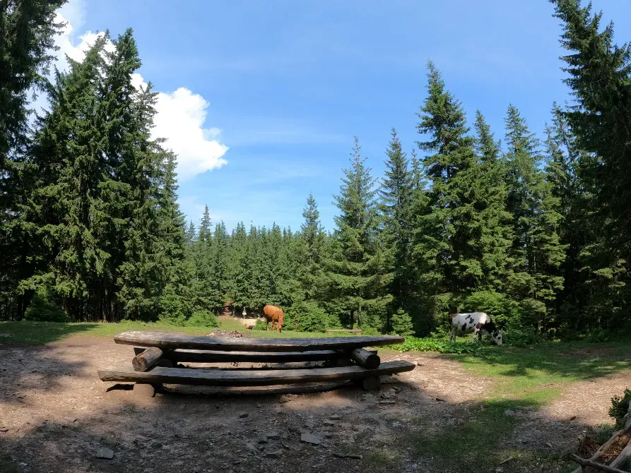 Гора Хом'як  - photo 6