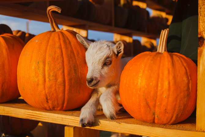 Добропарк - сімейний парк під Києвом Kiev - photo 3