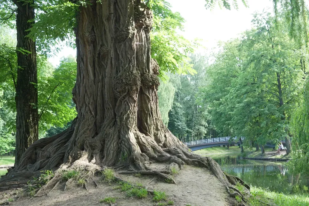 Парк ім. Тараса Шевченка Ivano-Frankivs'k - photo 8