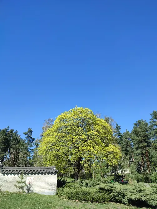 Корейський традиційний сад Kiev - photo 7